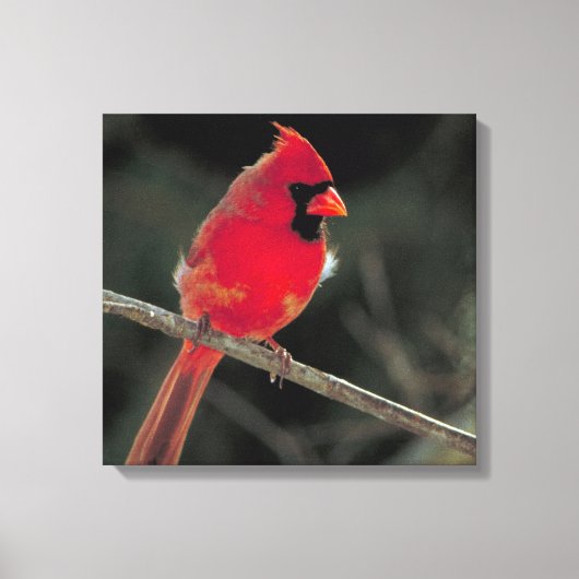Rode kardinaal op een boomtak canvas afdruk (Voorkant)