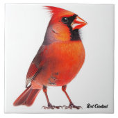Rode kardinaal tegeltje (Voorkant)