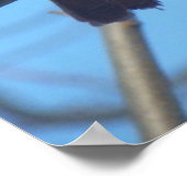 Rode kardinaal/vogel poster (Hoek)