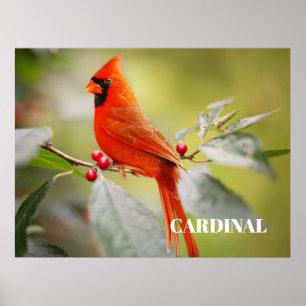 Rode Kardinaalvogel in Boom Poster