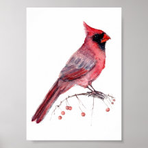 Rode Kardinaalvogel