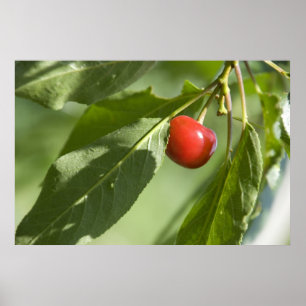 rode kersen poster