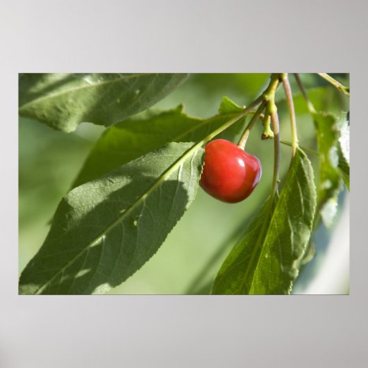 rode kersen poster (Voorkant)