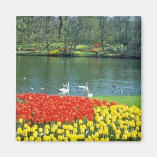 Rode Keukenhof Tuinen, Holland bloemen Magneet