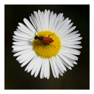 Rode Kever op Witte Madelief Macro Poster Perfect Poster