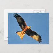 Rode kietenvogel van Prey Briefkaart (Voorkant / Achterkant)