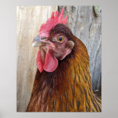 Rode Kip Hen Foto Poster (Voorkant)