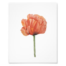 Rode Klaproos Aquarel Botanische Print