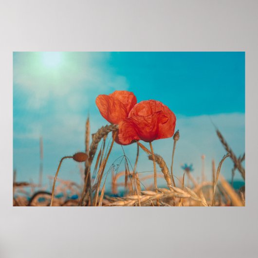 Rode Klaproos - Poster (Voorkant)