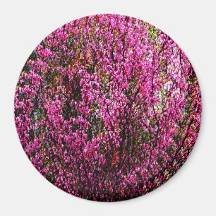 Rode knop bloemen...... magneet