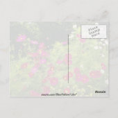 Rode kosmos bloemen briefkaart (Achterkant)