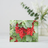 Rode Krommen op het Plant. Groene bladeren. Briefkaart (Staand voorkant)