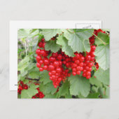 Rode Krommen op het Plant. Groene bladeren. Briefkaart (Voorkant / Achterkant)