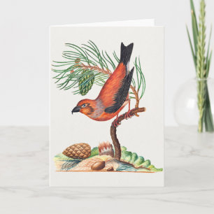 Rode kruisbek vogel, kaart
