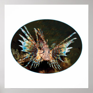 Rode Leeuwvis, Raja Ampat - Fotografisch ontwerp | Poster