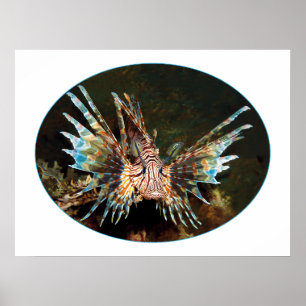 Rode Leeuwvis, Raja Ampat - Fotografisch ontwerp Poster