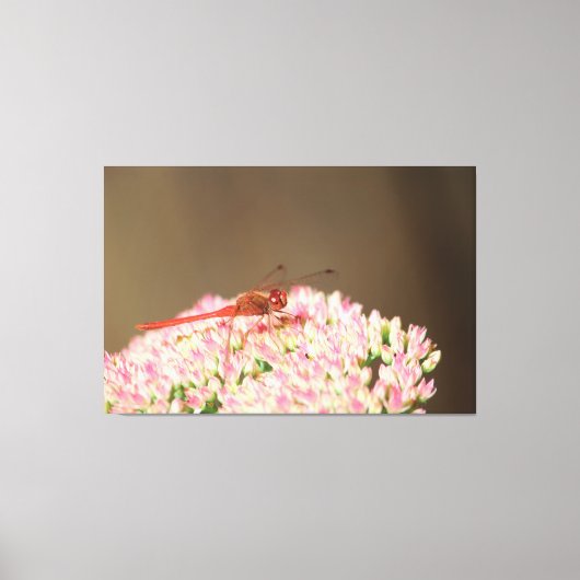 Rode libel foto canvas afdruk (Voorkant)