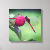 Rode Libel op Kornoelje Fruit Close-up Canvas Afdruk (Voorkant)