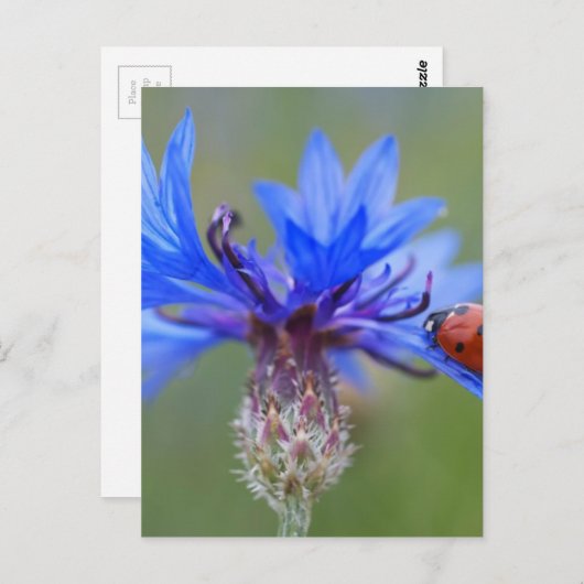 Rode lieveheersbeestje blauwe korenbloem briefkaart (Voorkant / Achterkant)