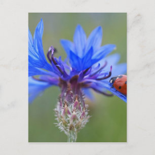 Rode lieveheersbeestje blauwe korenbloem briefkaart