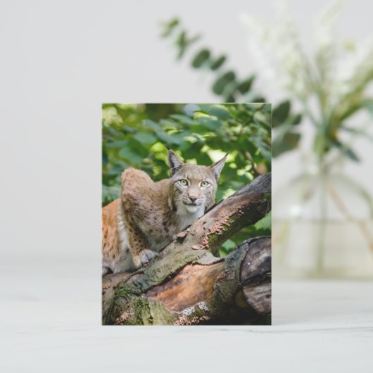 Rode Lynx in Oerwoud Briefkaart (Staand voorkant)