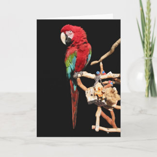 Rode Macaw Kaart voor elke gelegenheid