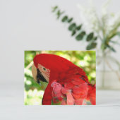 Rode Macaw Parrot Briefkaart (Staand voorkant)