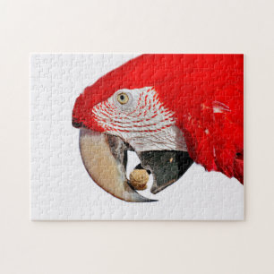 Rode Macaw Parrot met pinda Legpuzzel