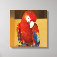 Rode Macaw Tropische Papegaai in Mexico