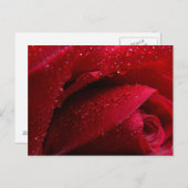 Rode macroRoos met waterdruppels Briefkaart (Voorkant / Achterkant)