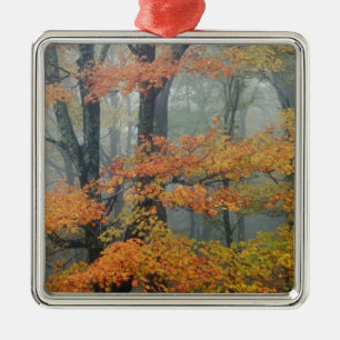 Rode mannetboom, Acer rubrum, portret in verneveli Metalen Ornament