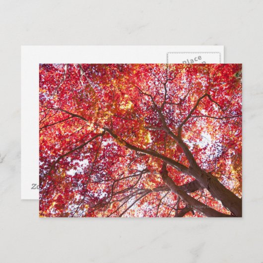 Rode mantel briefkaart (Voorkant / Achterkant)