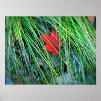 Rode mantel in groene gras poster