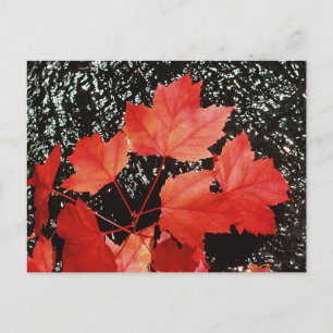 Rode mantels Autumn Home Gifts Briefkaart