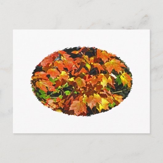 Rode Maple (herfst) Briefkaart (Voorkant)