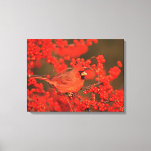 Rode Noordelijke Kardinaal mannetje, IL Canvas Afdruk