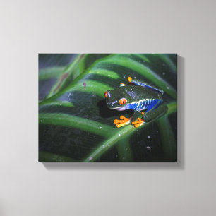 Rode ogen kikker op leder canvas afdruk