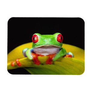 Rode Oog Boomkikker, Agalychinis callidryas, Inhee Magneet