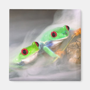 Rode Oog Boomkikker in de mist, Agalychinis 2 Magneet