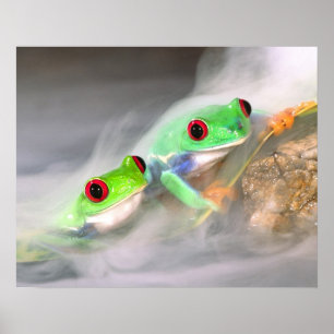 Rode Oog Boomkikker in de mist, Agalychinis 2 Poster