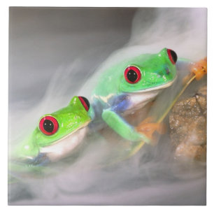 Rode Oog Boomkikker in de mist, Agalychinis 2 Tegeltje
