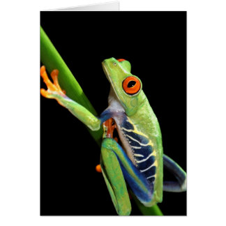rode oogboomkikker
