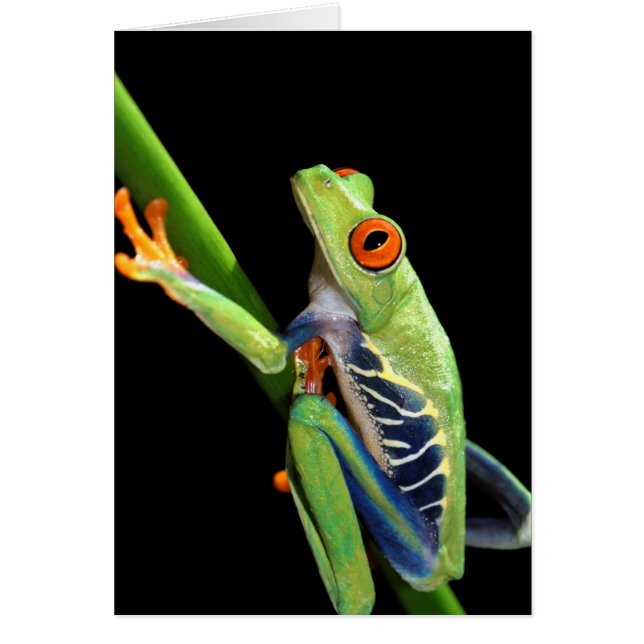 rode oogboomkikker (Voorkant)