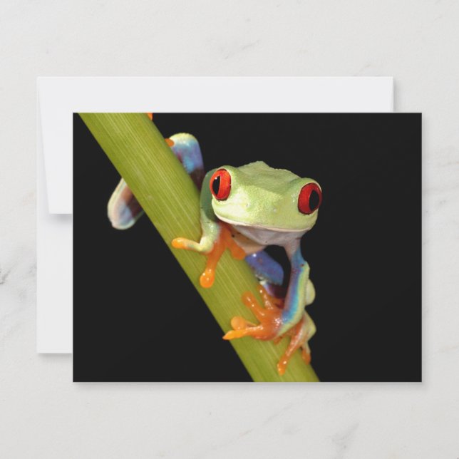 rode oogboomkikker (Voorkant)