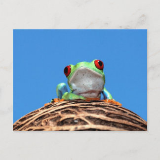 rode oogboomkikker briefkaart