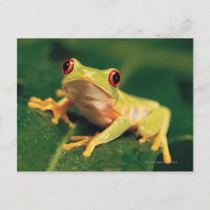 Rode oogboomkikker briefkaart