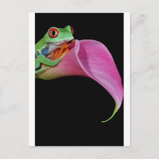 rode oogboomkikker briefkaart