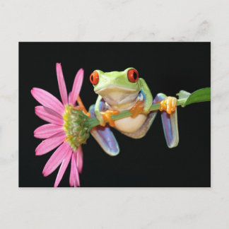 rode oogboomkikker briefkaart