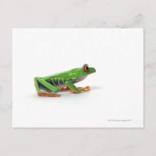 Rode oogboomkikker briefkaart