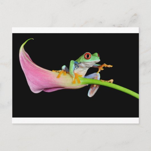 rode oogboomkikker briefkaart (Voorkant)